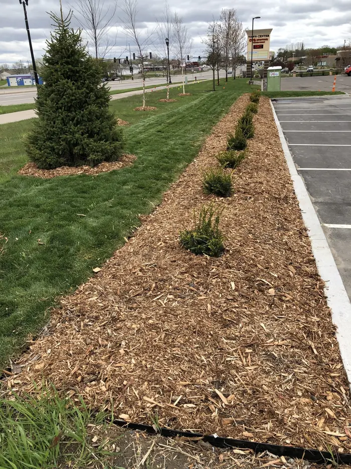 Fresh mulch strip with young trees along a parking lot
