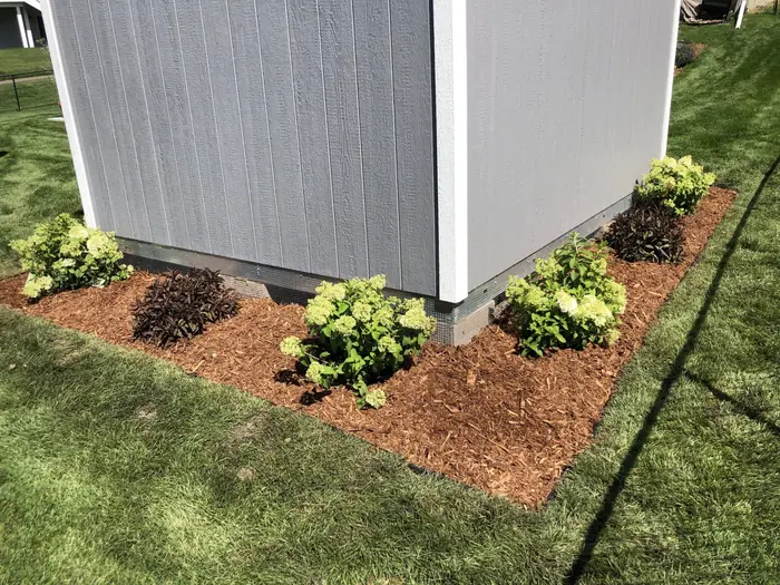 Mulch bed with new plantings around the corner of a shed