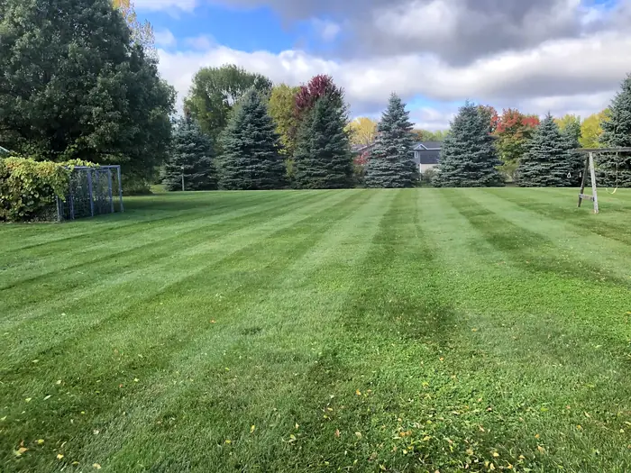 Striped backyard lawn with a row of blue spruce